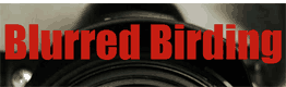 blurredBirding