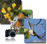 Photos